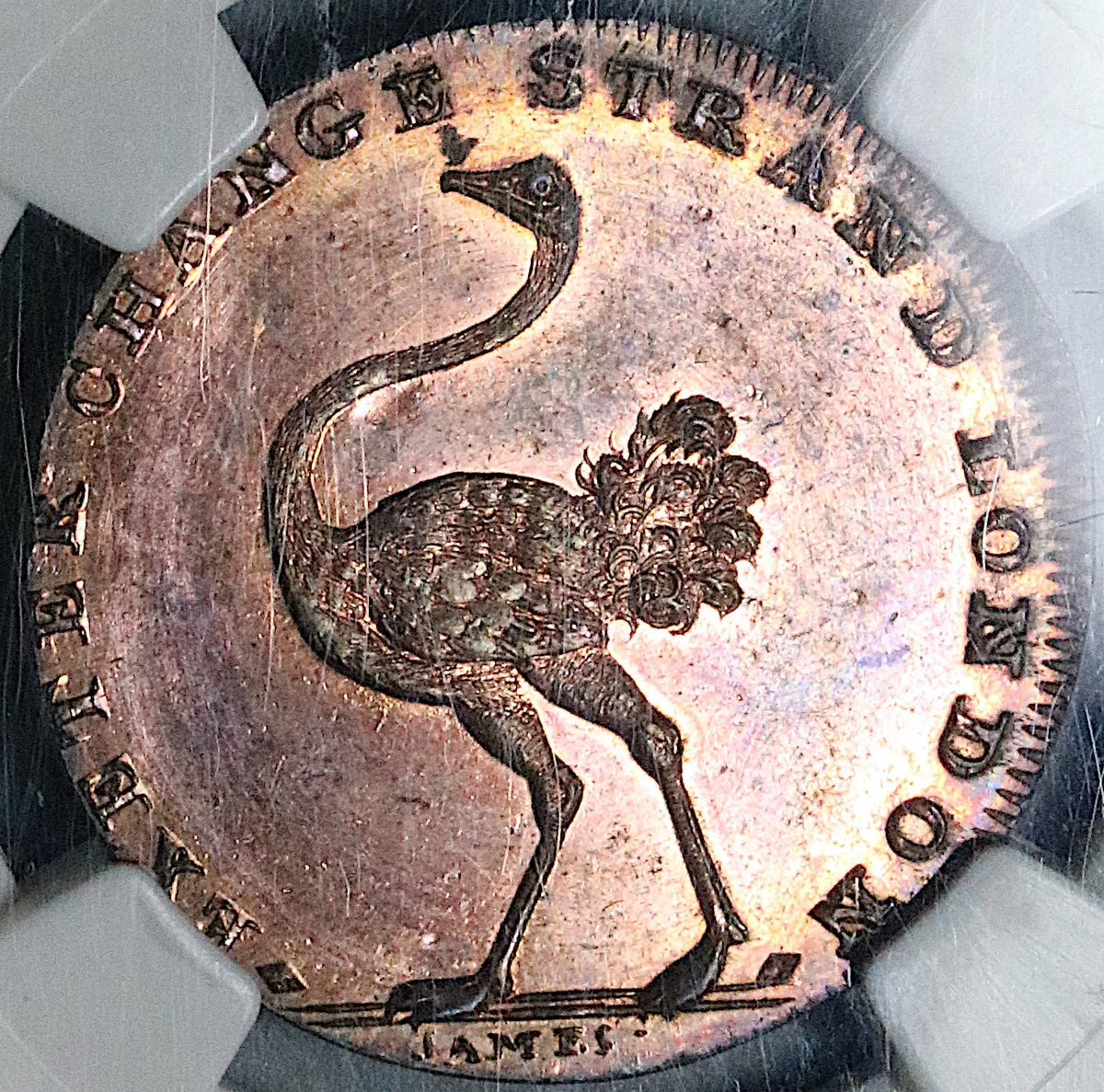 1790s NGC MS 64 RB Ostrich Pidcock's Conder 1/2 Penny Token