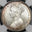 Caesar's Ghost Numismatics logo